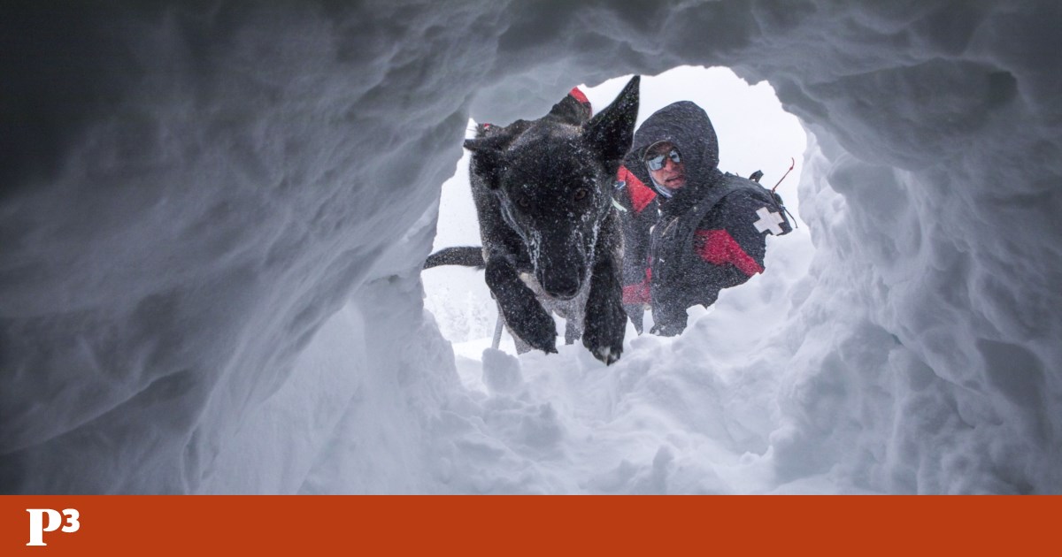 Os cães que salvam vidas em caso de avalanche