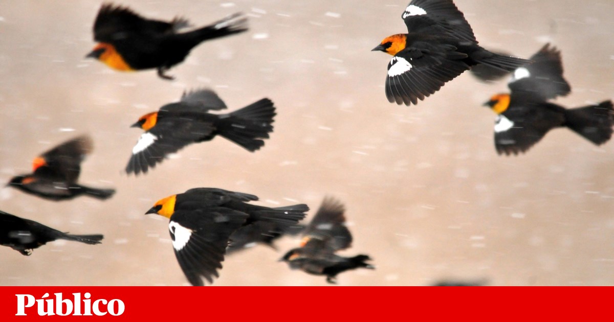 ¿Por qué cientos de pájaros cayeron del cielo en México?  No se sabe, pero un depredador puede ser el culpable |  Biología