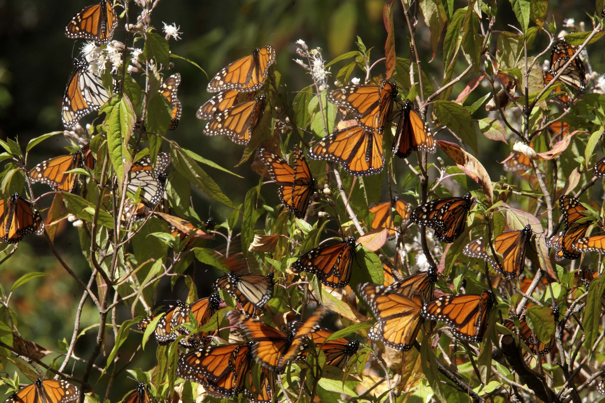 Es una señal de esperanza: las mariposas monarca han ampliado su huella en México |  Ambiente