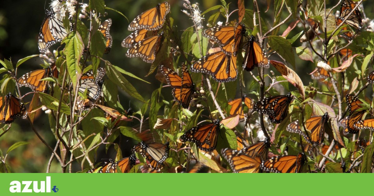 Es una señal de esperanza: las mariposas monarca han ampliado su huella en México |  Medioambiente