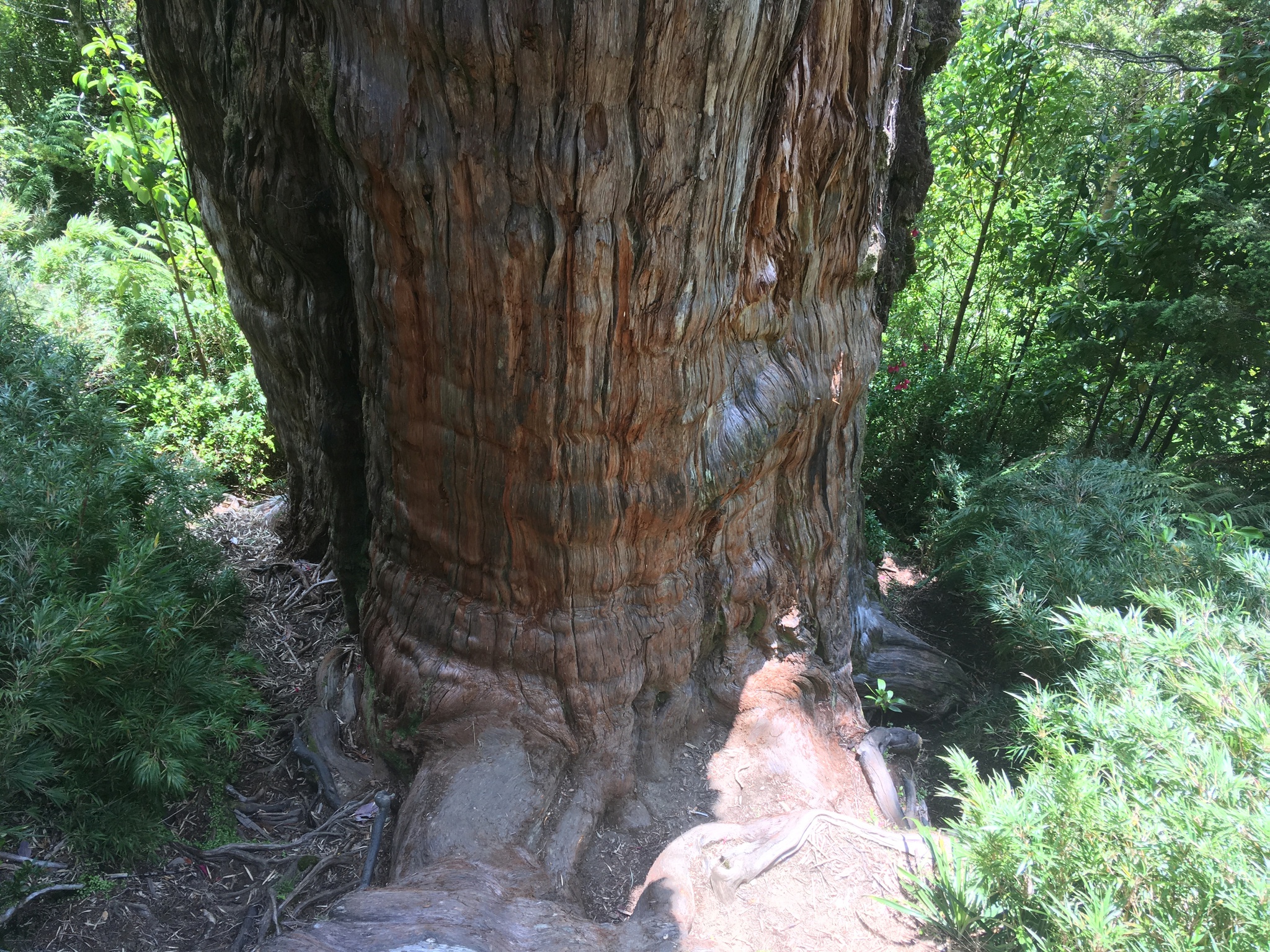 Un ciprés patagónico puede ser el árbol más antiguo del mundo, y está en Chile |  Naturaleza