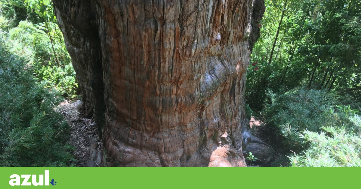 Un ciprés patagónico puede ser el árbol más antiguo del mundo, y está en Chile |  Naturaleza