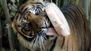 Tigres recebem "gelados" recheados com carne dos cuidadores de animais do Bioparque de Roma 
