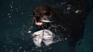 Leões-marinhos recebem "gelados" com peixes 
