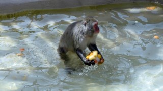 Macacos recebem frutas frescas congeladas 