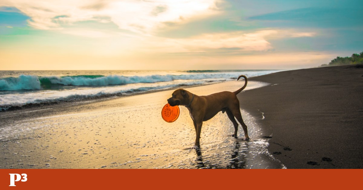 Ya hay unas 90 playas donde el perro también puede bañarse |  mascota