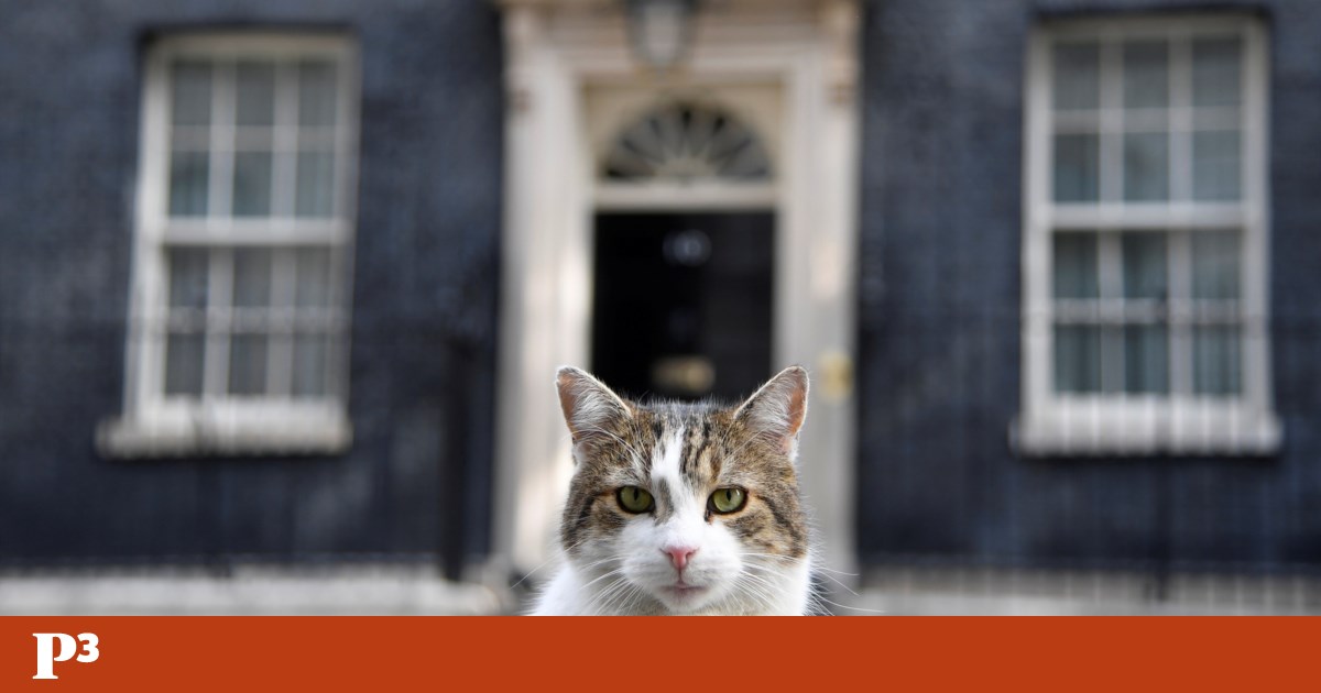 Incluso el despido de Boris Johnson no se lleva al gato de Downing Street ‘Larry’ |  REINO UNIDO