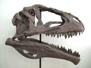 Osso de dinossauro (esqueleto) 01 / Desenho