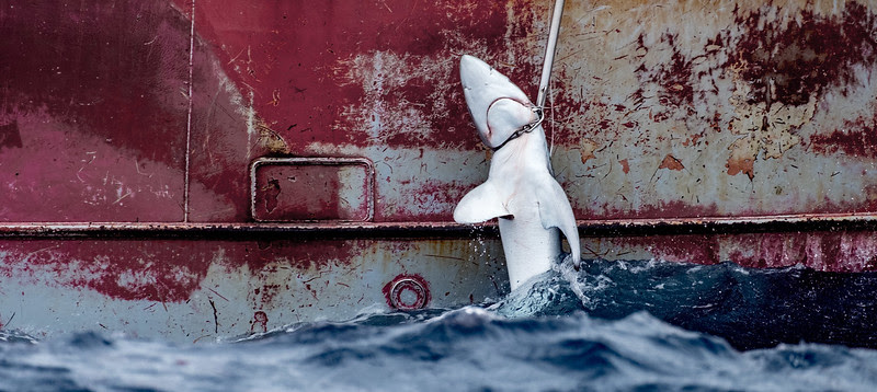 Greenpeace acusa Portugal e Espanha de pescarem crias de tubarões no  Atlântico Norte, Oceanos