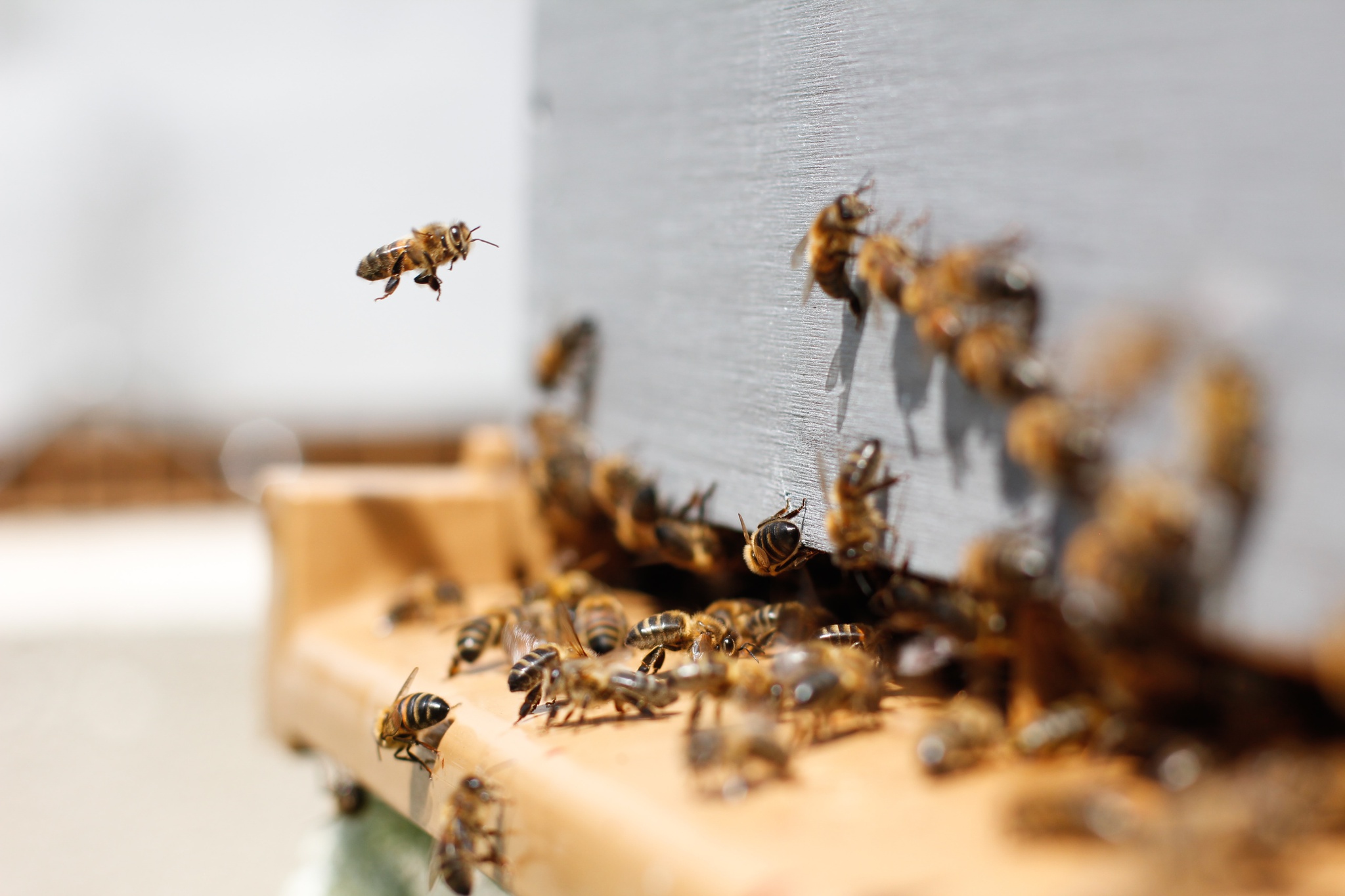 Des étudiants honnêtes mettront en place des réseaux pour surveiller les abeilles, le bruit et la prospérité |  Alentours
