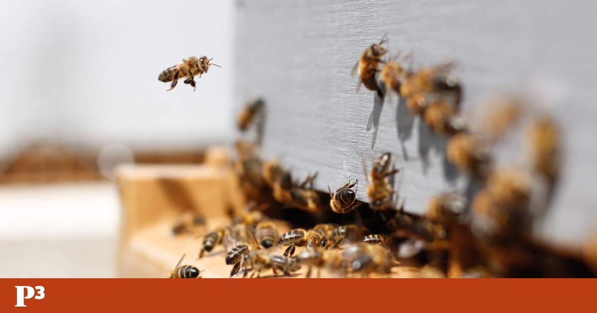 Des étudiants honnêtes mettront en place des réseaux pour surveiller les abeilles, le bruit et la prospérité |  Alentours