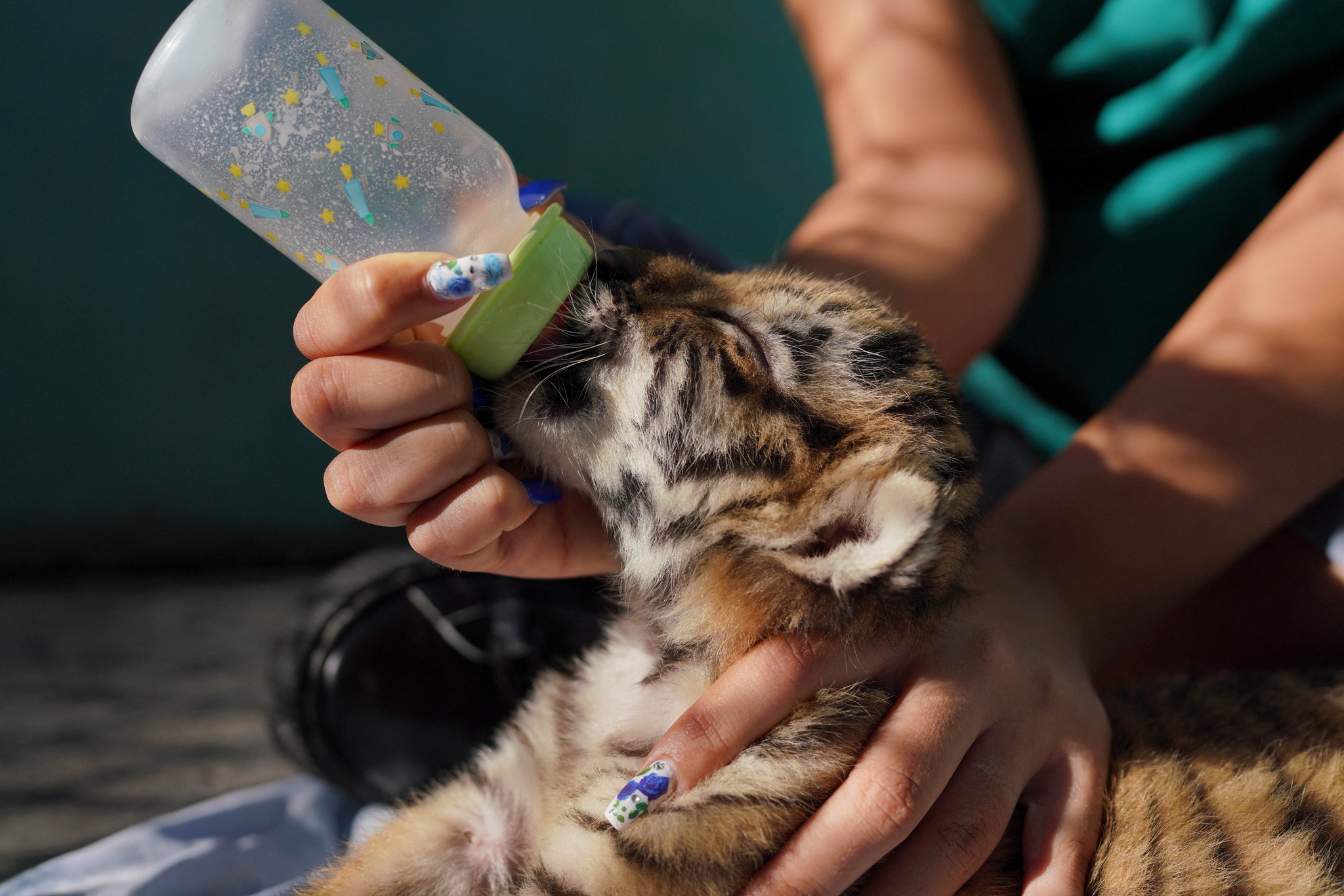 Filhotes de tigre ameaçado de extinção nascem em zoo de Moscou