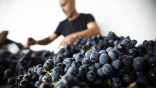 NEG  nelson garrido - 08 Setembro 2021 - Portugal, Pinhao - Douro - Vindima na Quinta da Roeda - produtores de vinho do porto, Croft ( Taylors - The Fladgate Partnership) - uvas, adegas - vindimas
