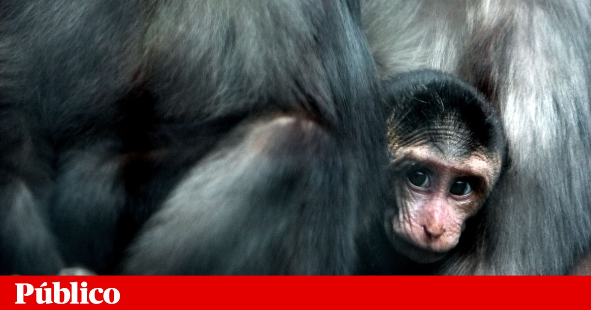 Monkeypox : l’OMS déplore les attaques de primates au Brésil |  Brésil
