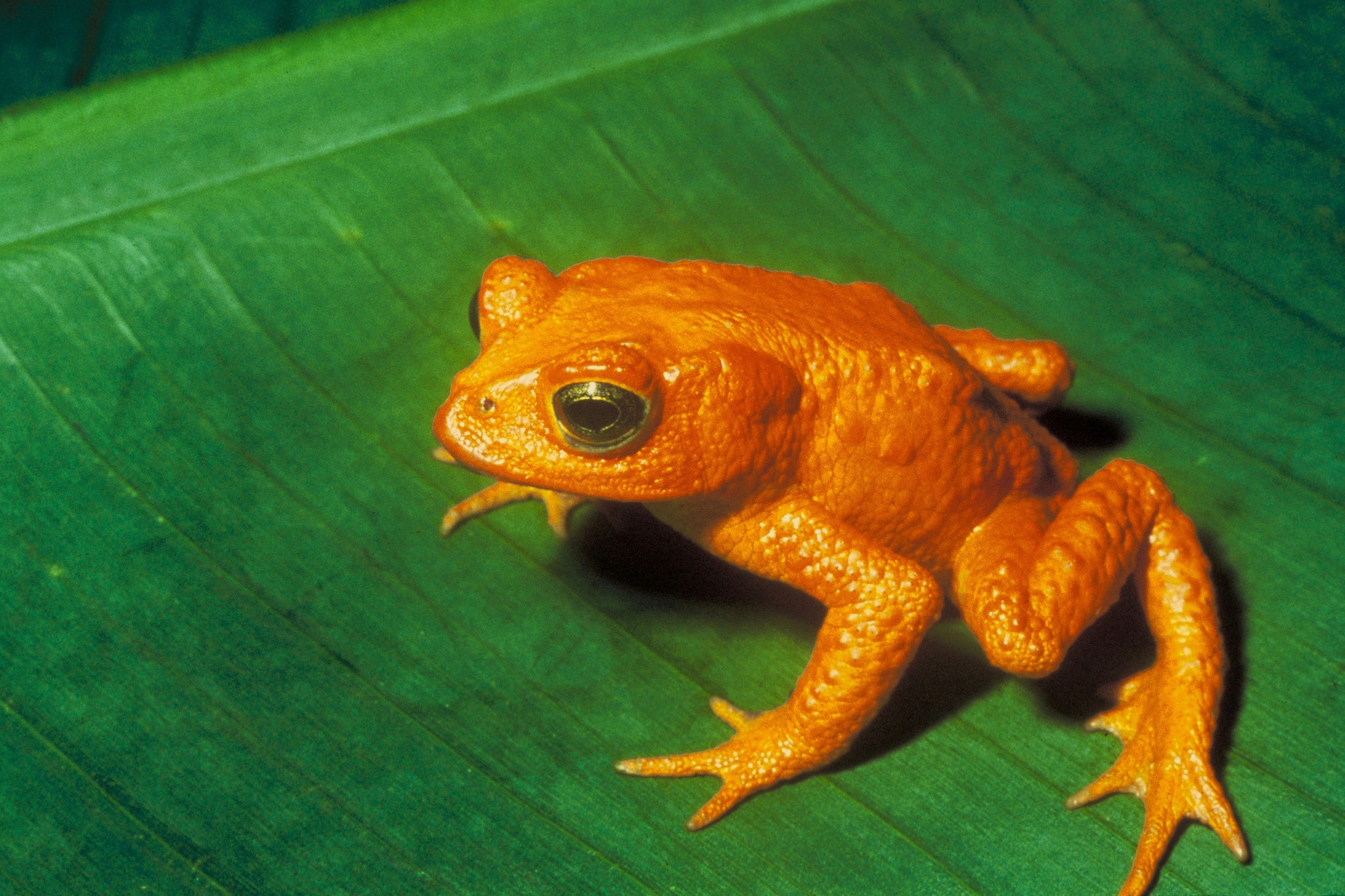 Dez animais extintos nos últimos 100 anos graças aos humanos, Biodiversidade