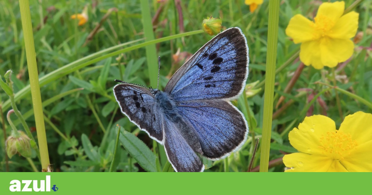 A butterfly that was once extinct in England now flies by the thousands Biodiversity A butterfly that was once extinct in England now flies by the thousands Biodiversity