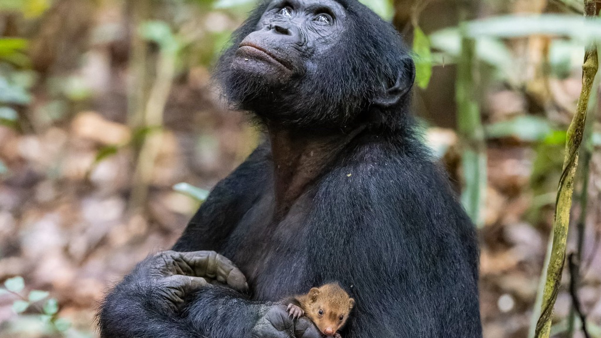 Chimpanzé Macaco Na Floresta. Cena De Vida Selvagem Da Natureza. Imagem e  Fotografia Gratuitas 199666484.