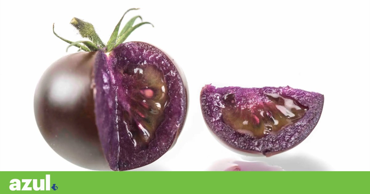 Purple tomatoes are already recognized in the United States Nutrition Purple tomatoes are already recognized in the United States Nutrition