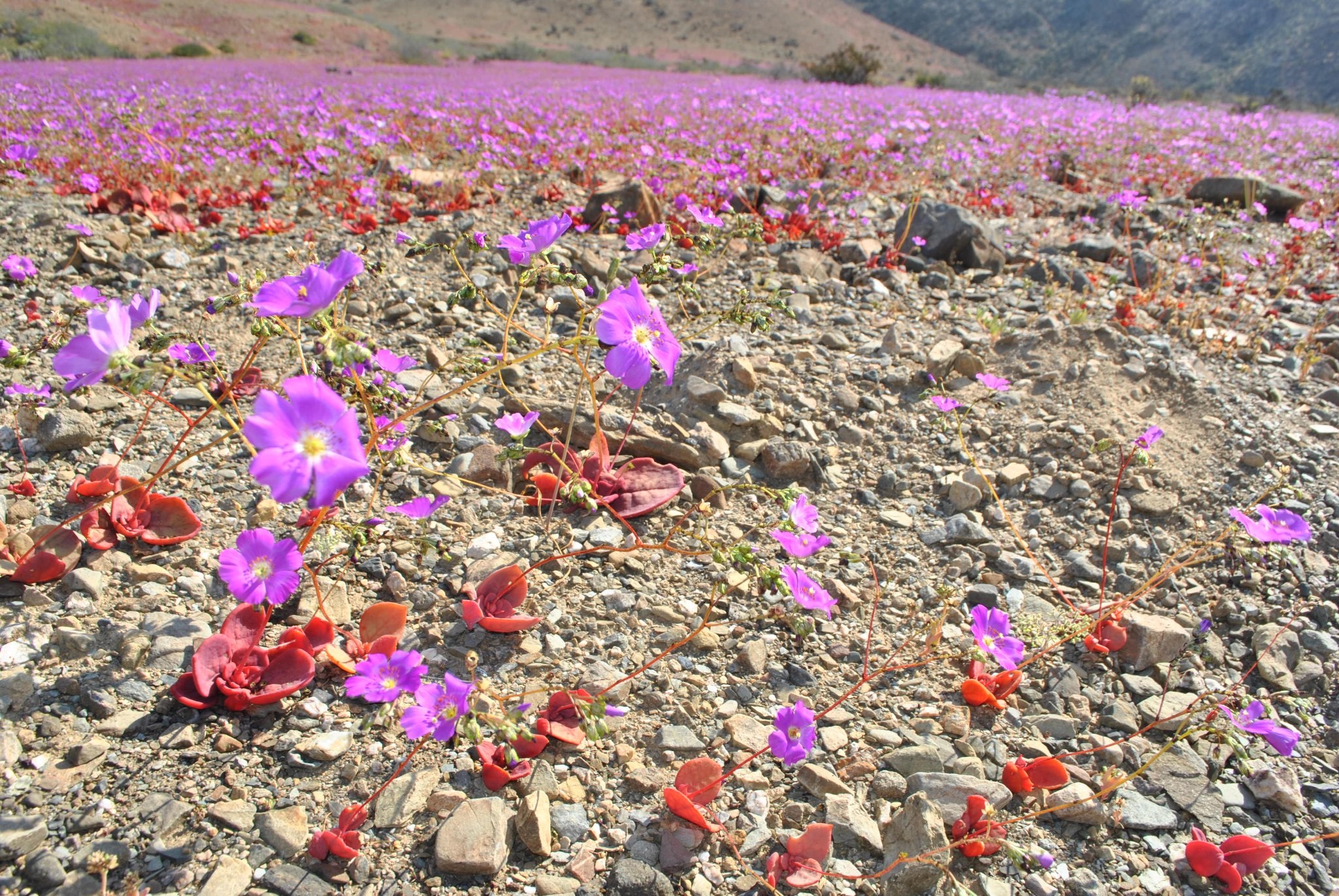 Chile quiere establecer un parque nacional en Atacama para proteger el “desierto florido” |  Chile