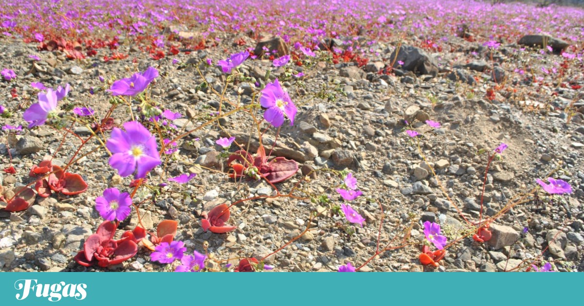 Chile creará parque nacional en Atacama para proteger el ‘desierto floreciente’  Chile