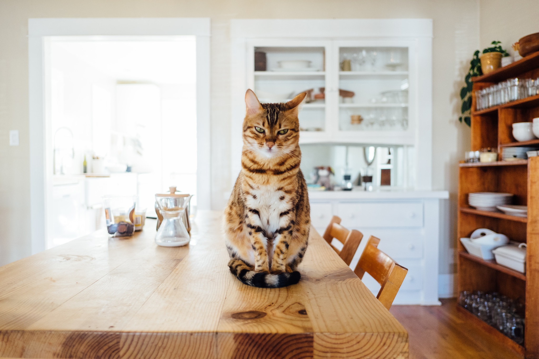 Finden Sie heraus, warum Sie Ihre Katze erziehen sollten – und wie |  Haustier