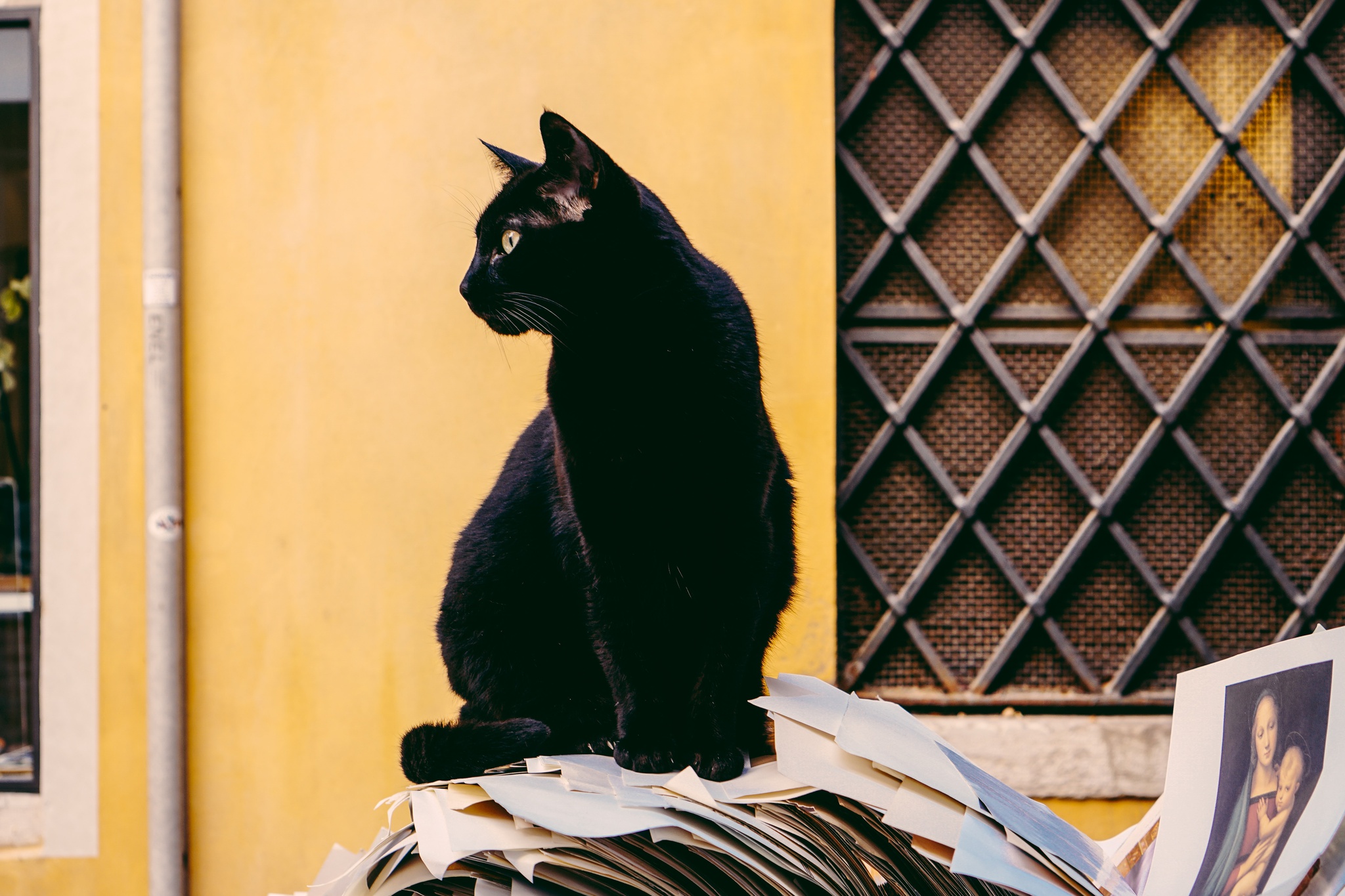 Gato preto é sinal de azar?