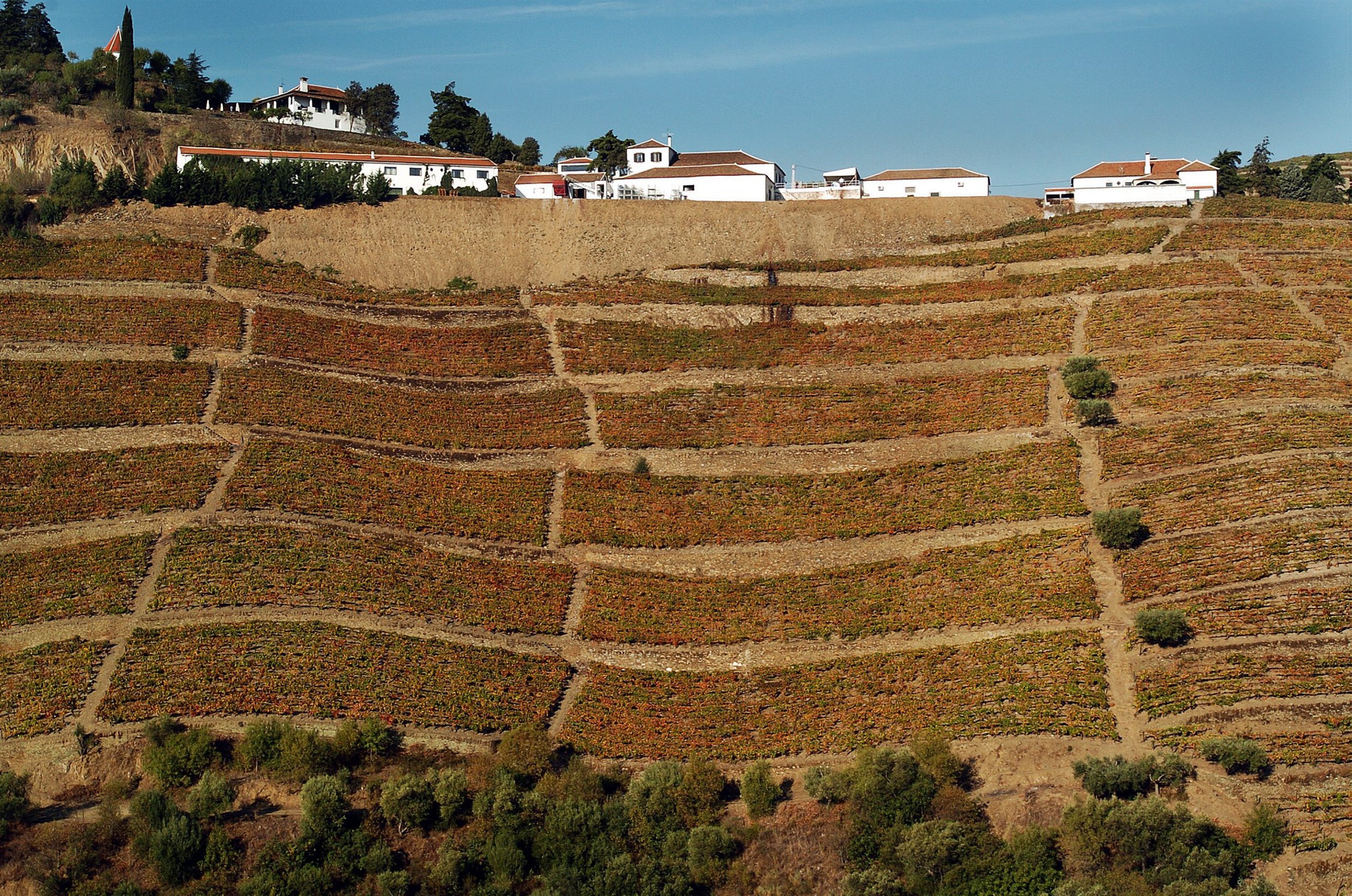 Hay 11 nombres portugueses en el top 100 de los mejores viñedos del mundo |  enoturismo