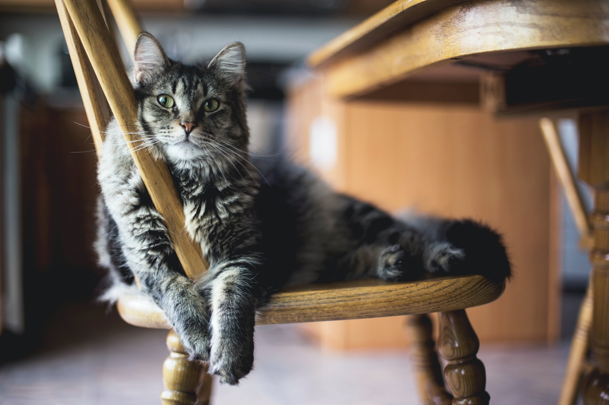 Sieben Tipps, um zu verhindern, dass Ihre Katze Ihre Möbel zerkratzt |  Haustier