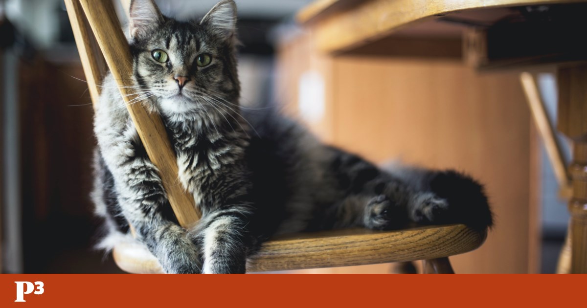 Sieben Tipps, um zu verhindern, dass Ihre Katze Ihre Möbel zerkratzt |  Haustier