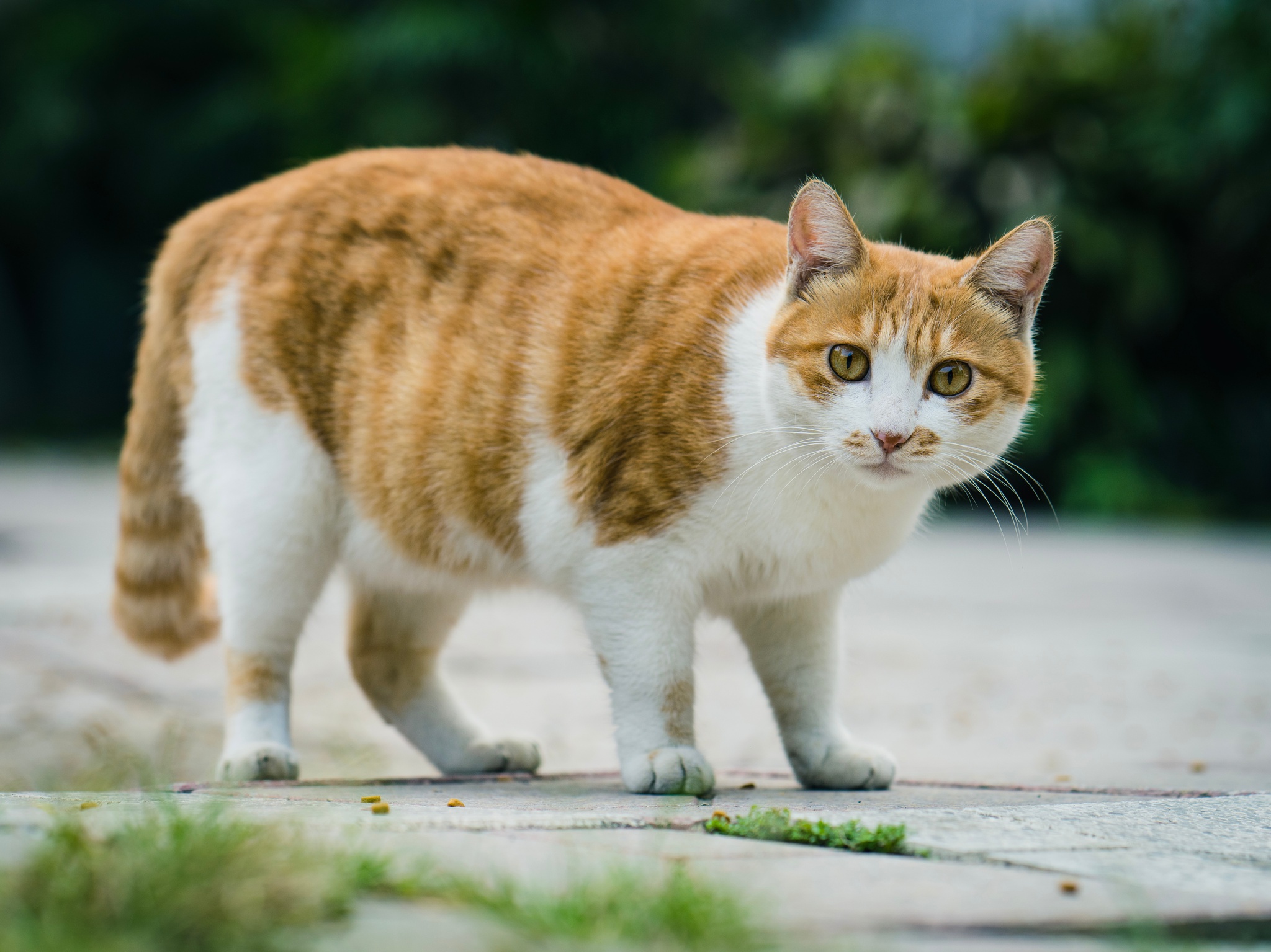 Cães e gato engraçados Acting Like Humanos - Animais de estimação