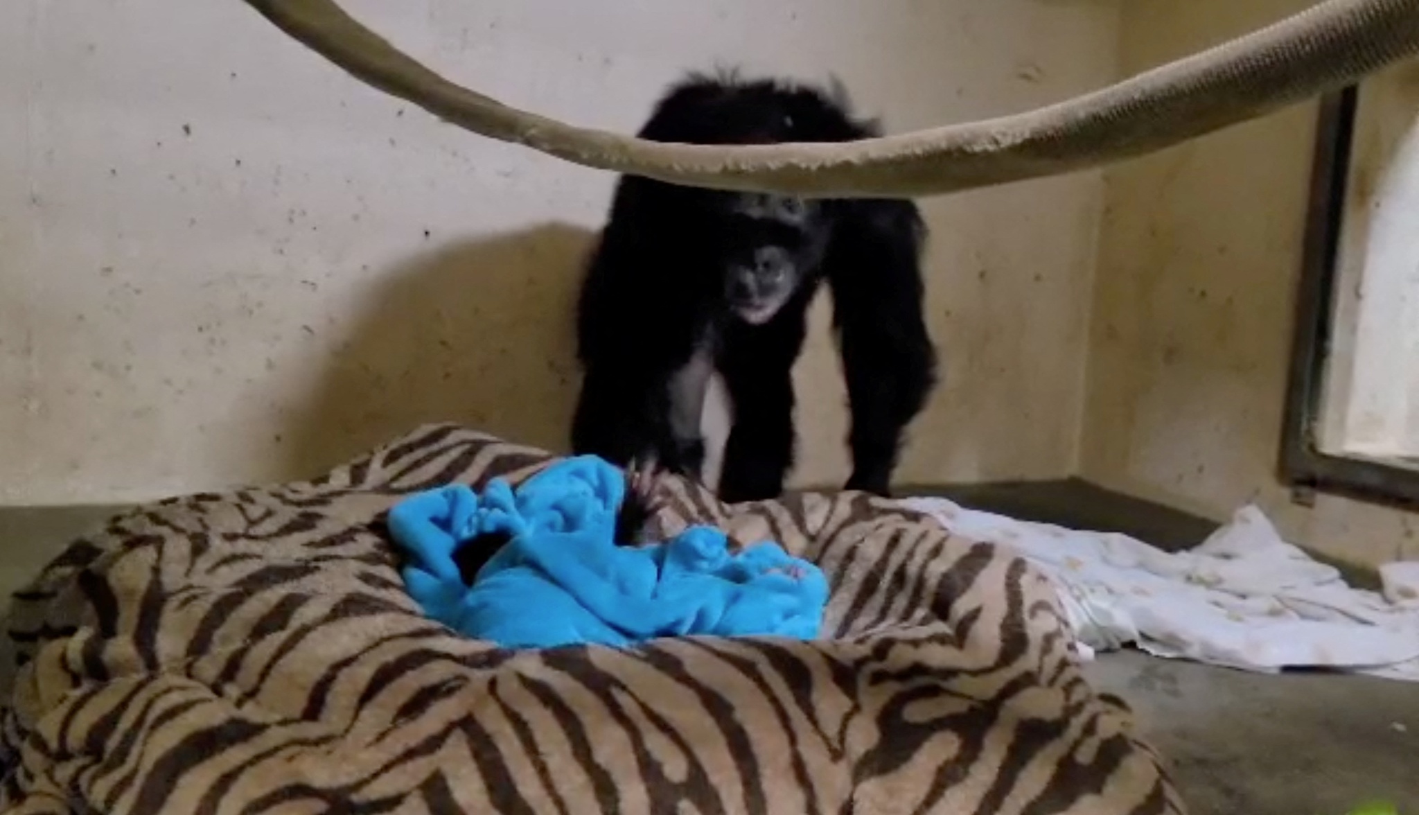 Filhote de chimpanzé dá risada pela primeira vez em vídeo; assista