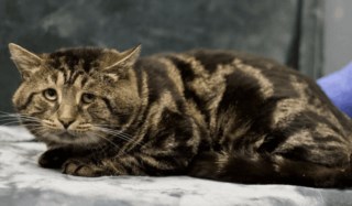 Fishtopher”, o gato “triste e deprimido”, já foi adoptado, Pet