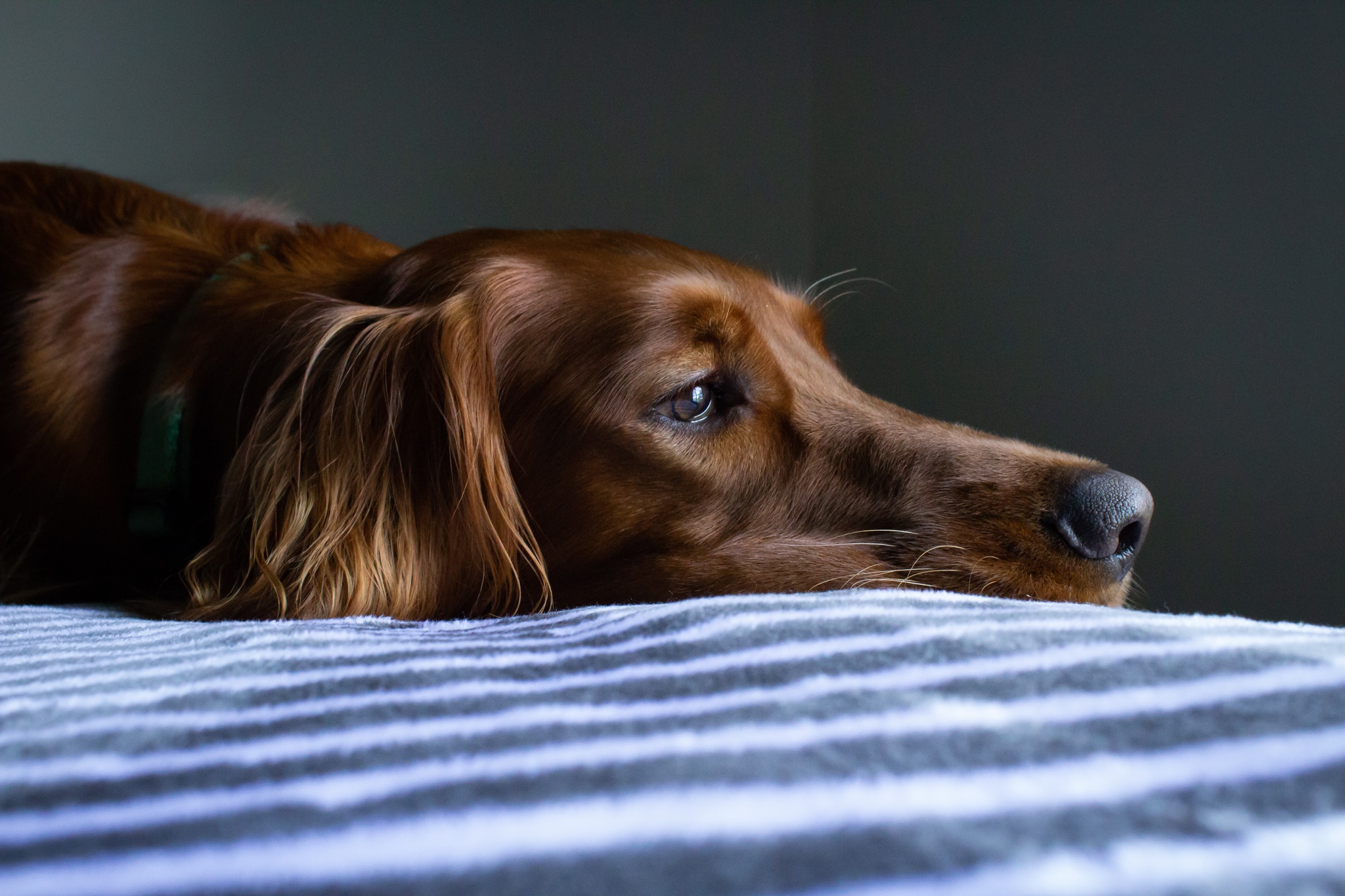 Meu pet morreu: Tenho direito a faltar no trabalho? Veja o que diz