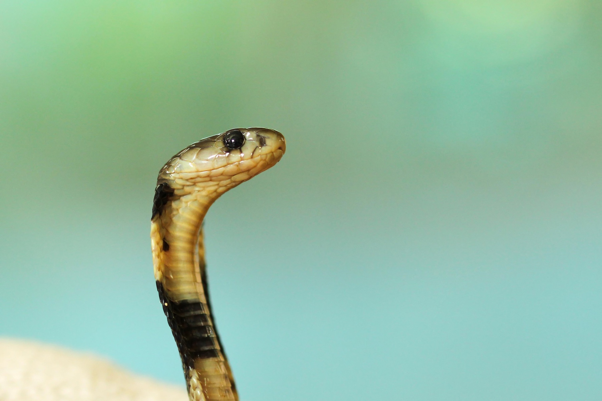 Os dois clítoris das serpentes: ocultos entre escamas e essenciais para a  reprodução