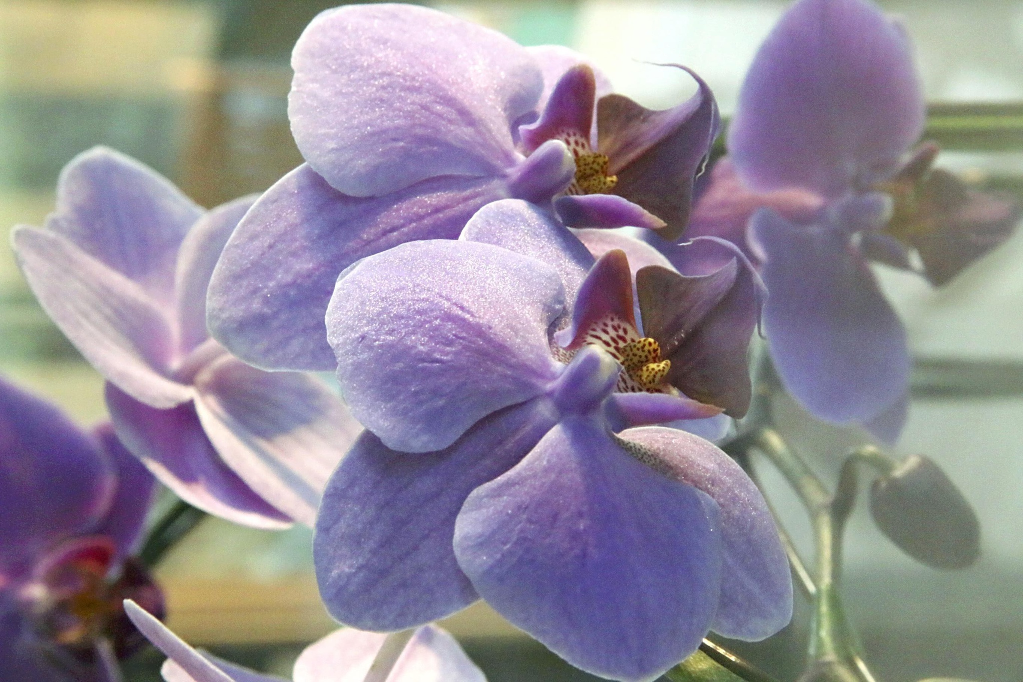 A estreia de uma rara orquídea geneticamente modificada | Plantas | PÚBLICO