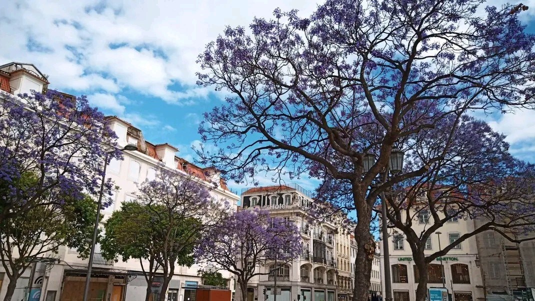Cheira bem, cheira a Lisboa | Fugas dos Leitores | PÚBLICO