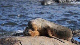 Leões-marinhos doentes estão a dar à costa na Califórnia por causa das  algas, Animais