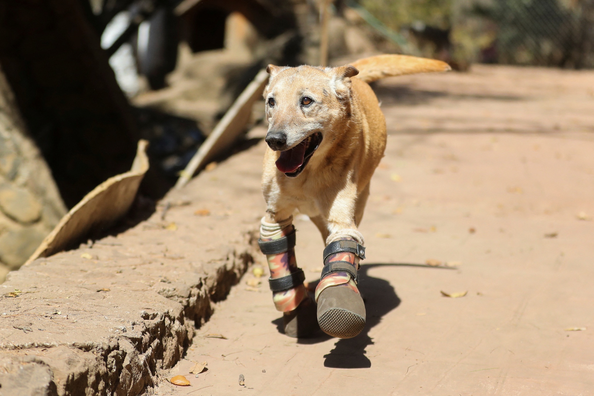 Un perro mutilado por un cartel podría convertirse en la mascota favorita de Estados Unidos |  México