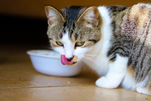Que cuidados devo ter com a alimentação do meu gato sénior?