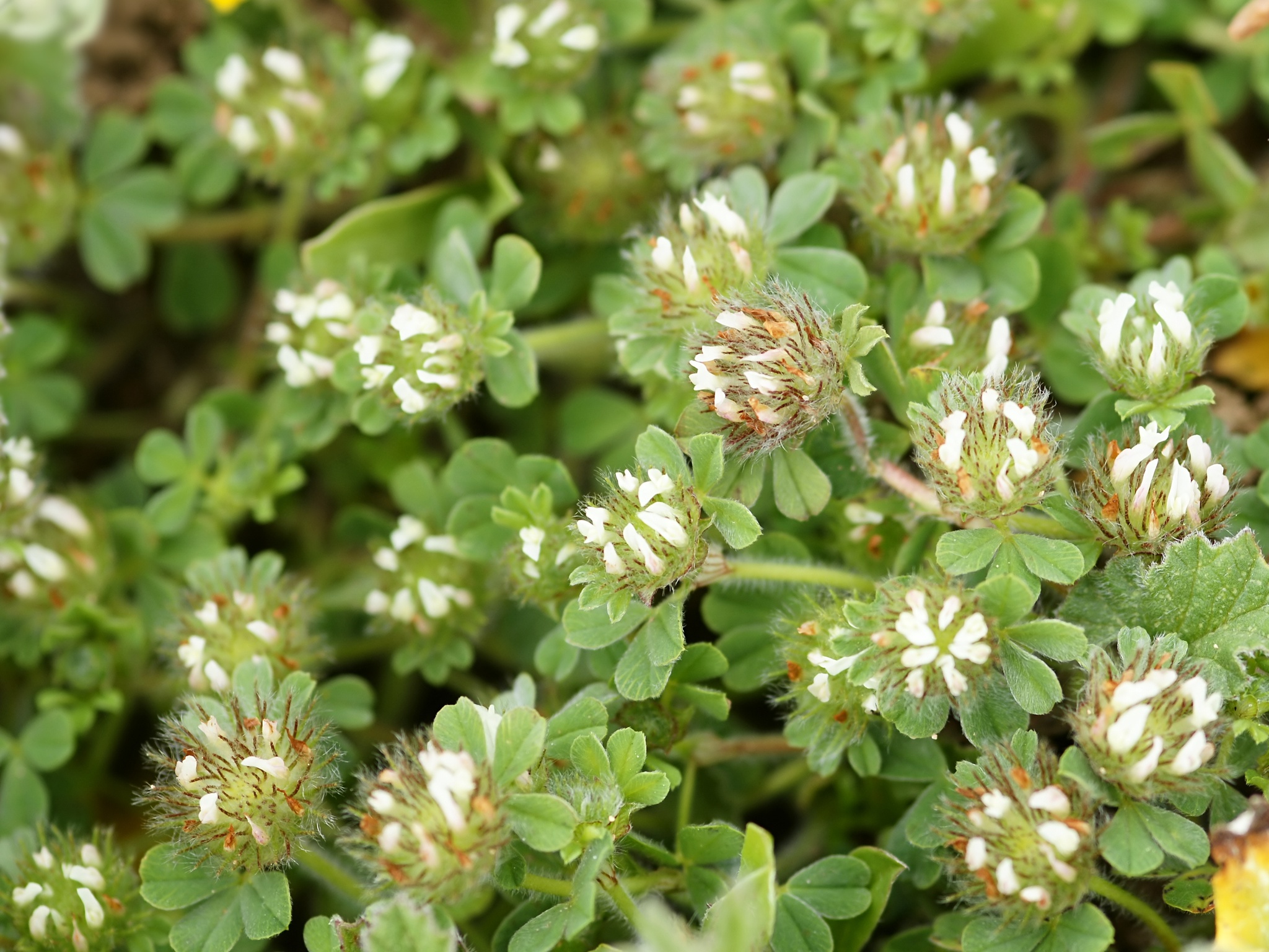 Flores para plantar em qualquer região no mês de abril - Diário Agrícola