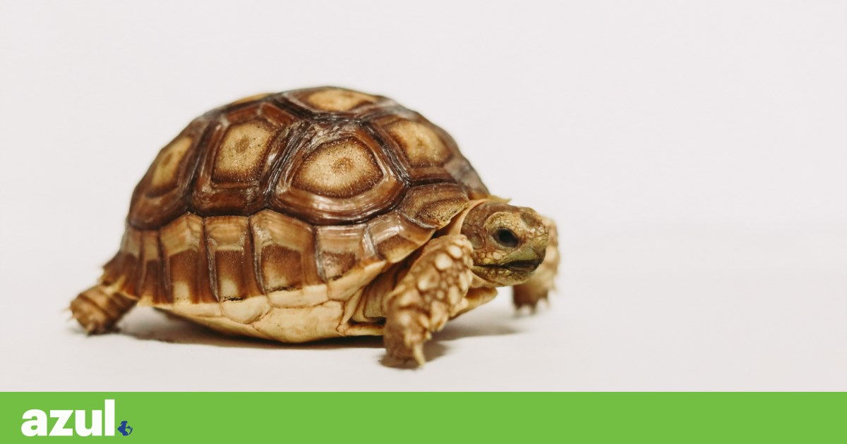 Scientists warn keeping turtles as pets ‘not a good idea’ Scientists warn keeping turtles as pets ‘not a good idea’