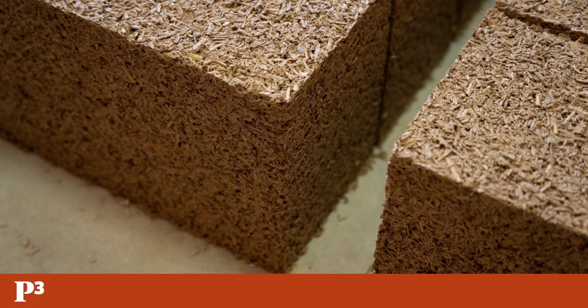 Cânhamor quer produzir tijolos de cânhamo em Ourique com agricultores ...