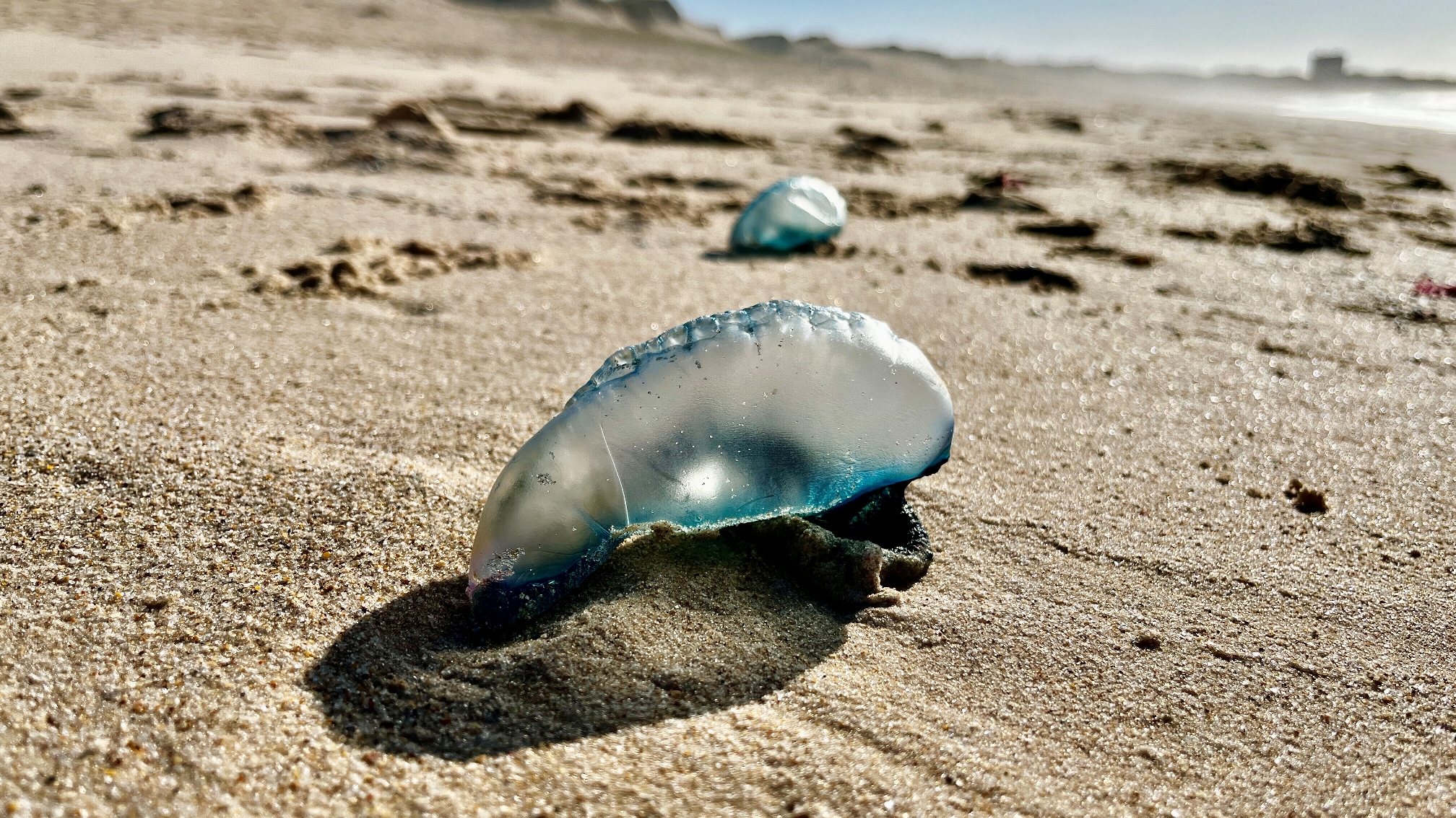 Sete pessoas morreram nas praias portuguesas desde Maio, uma no Porto Santo  —