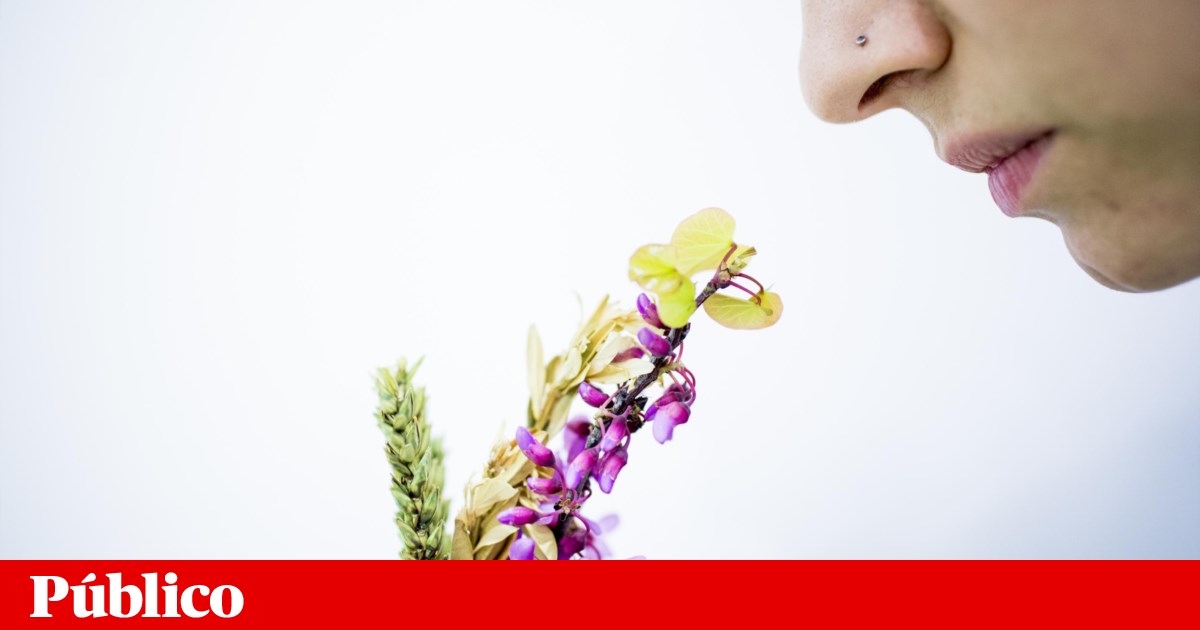 Does the stale smell exist? Yes, and up to 30 years old can be healthy Does the stale smell exist? Yes, and up to 30 years old can be healthy