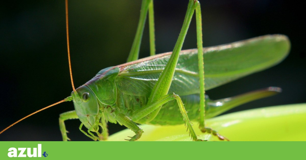 Heat will be in the news in 2023. When in doubt, listen to the Crickets | Climate change Heat will be in the news in 2023. When in doubt, listen to the Crickets | Climate change