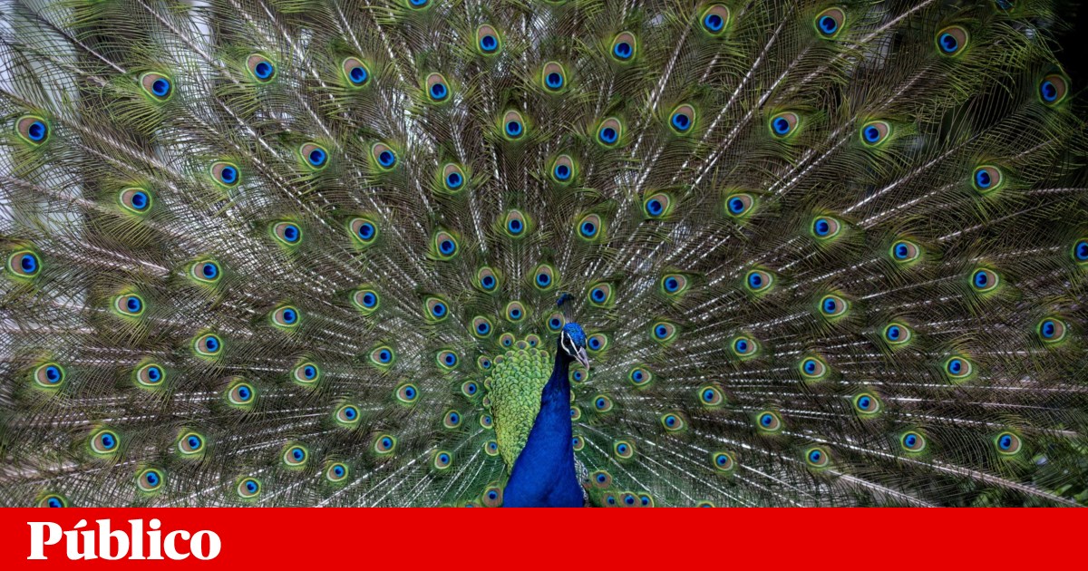 Los hongos como gran inversión en el control de parásitos intestinales en aves |  Cuéntanos tu ciencia Los hongos como gran inversión en el control de parásitos intestinales en aves |  Cuéntanos tu ciencia