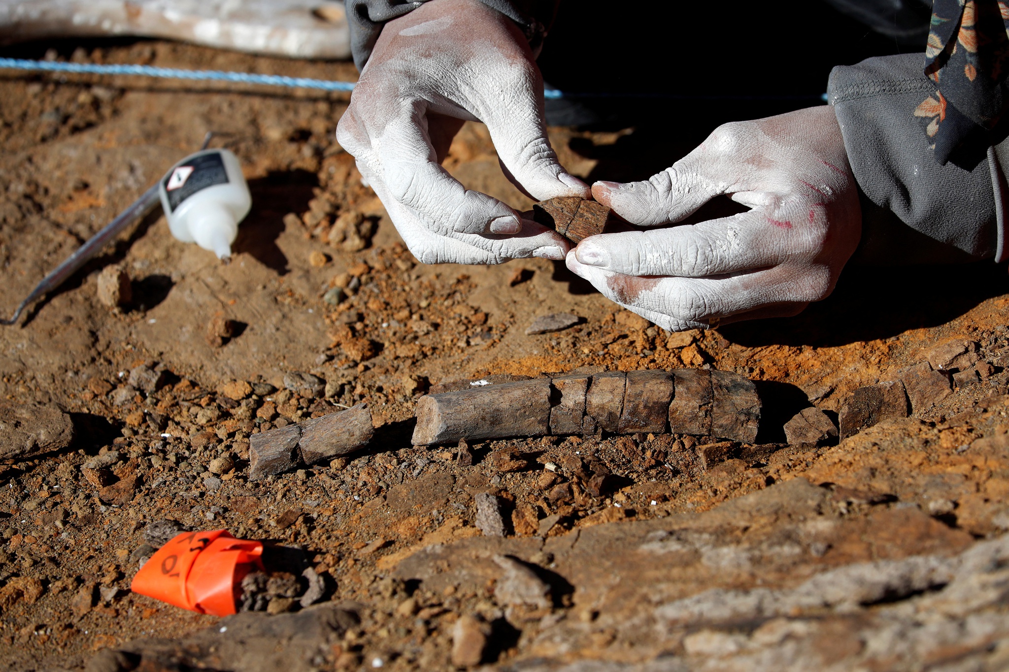 Restos de dinosaurios sudamericanos no identificados descubiertos en la Patagonia |  paleontología