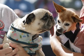 Scooter, cão de crista chinês, ganha concurso de cachorro mais feio do  mundo - Jornal Joca