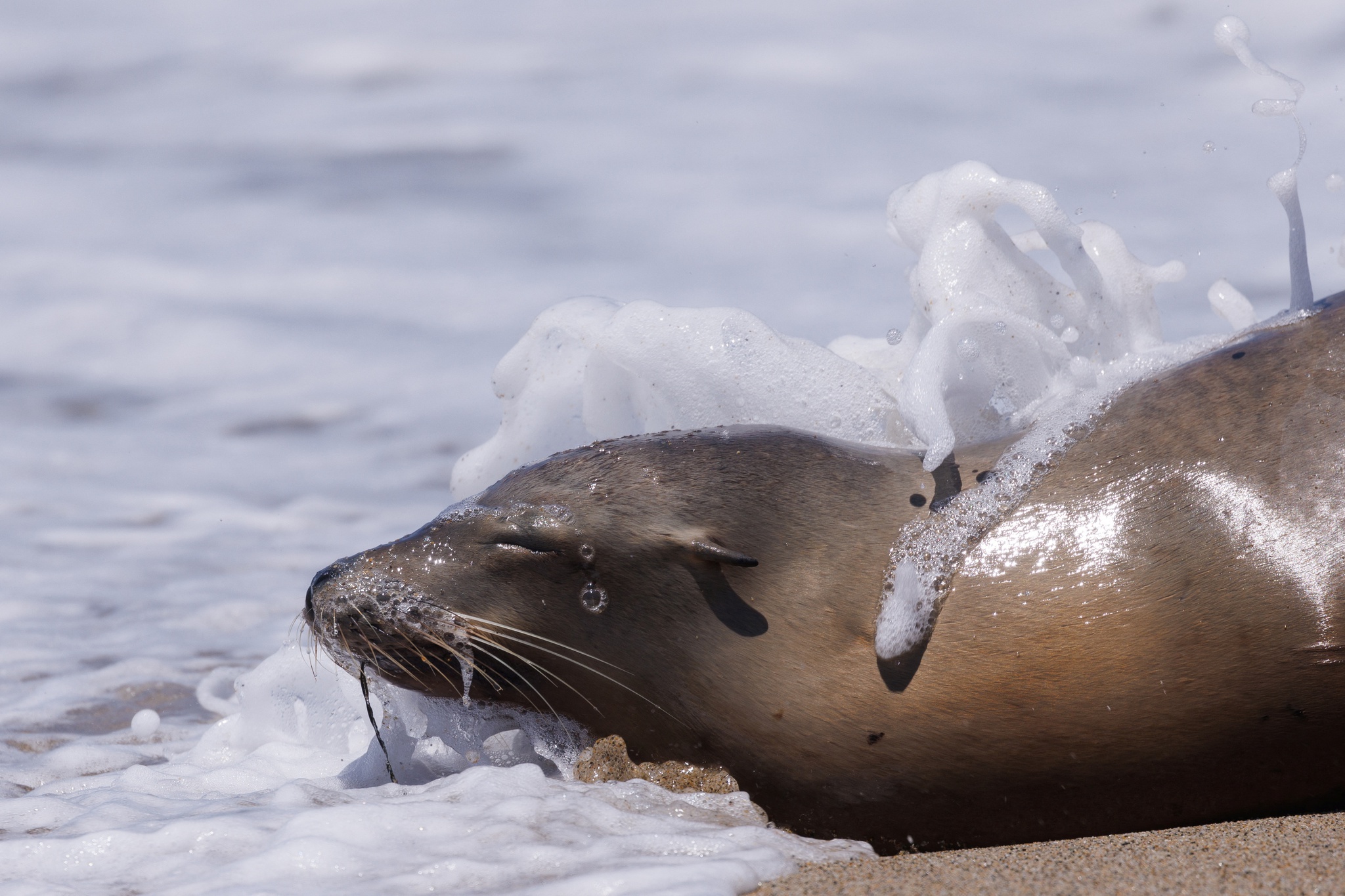 Leões-marinhos doentes estão a dar à costa na Califórnia por causa