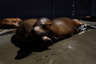 Leões-marinhos doentes estão a dar à costa na Califórnia por causa das  algas, Animais